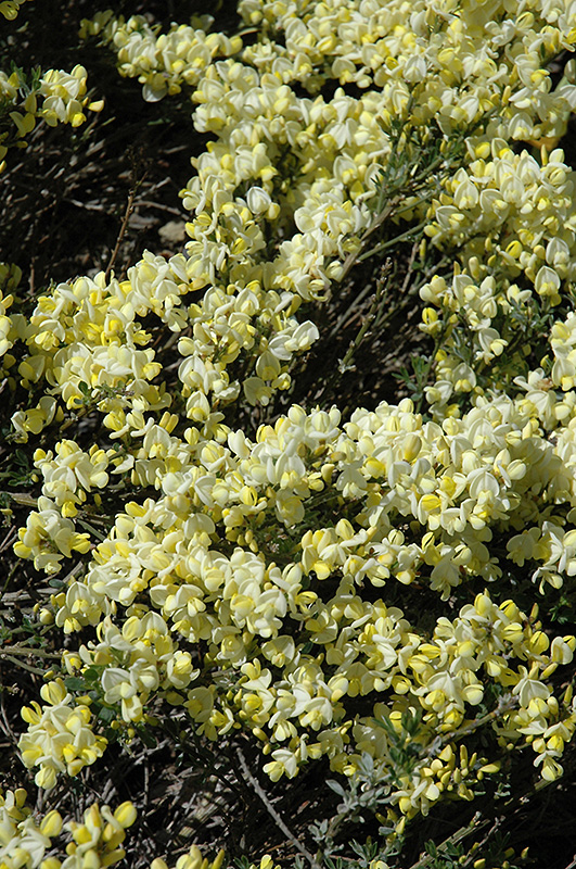 Pineapple Broom (Cytisus x kewensis) in Boston Concord Sudbury Weston